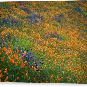 Wildflower Photography California Super Bloom Black Sided Canvas Wrap Print image 2