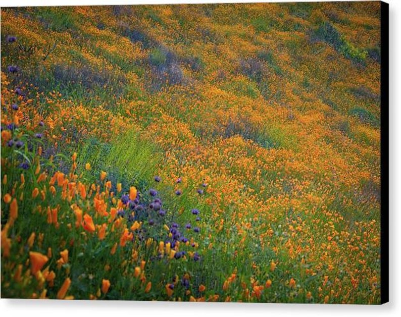 Wildflower Photography California Super Bloom Black Sided Canvas Wrap Print image 2