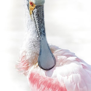 Roseate Spoonbill - Matted Fine Art Wildlife Print