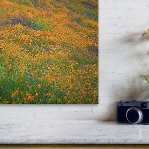 Wildflower Photography California Super Bloom Black Sided Canvas Wrap Print image 3