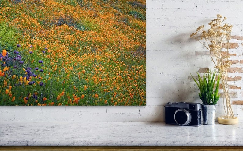 Wildflower Photography California Super Bloom Black Sided Canvas Wrap Print image 3