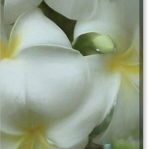 Hawaiian White Plumeria Mirrored Sides Gallery Wrap Canvas Print image 2