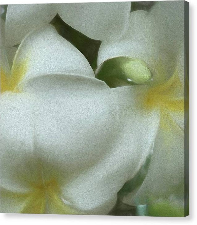 Hawaiian White Plumeria Mirrored Sides Gallery Wrap Canvas Print image 2