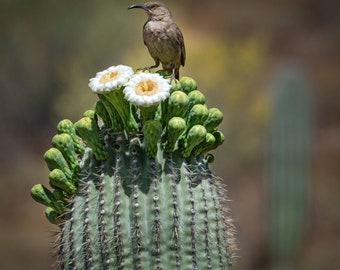 American Southwest Saguaro Cactus Flowers and a Thresher Bird - Matted Print