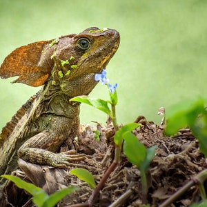 Portrait of a Jesus Christ Lizard - Matted Print