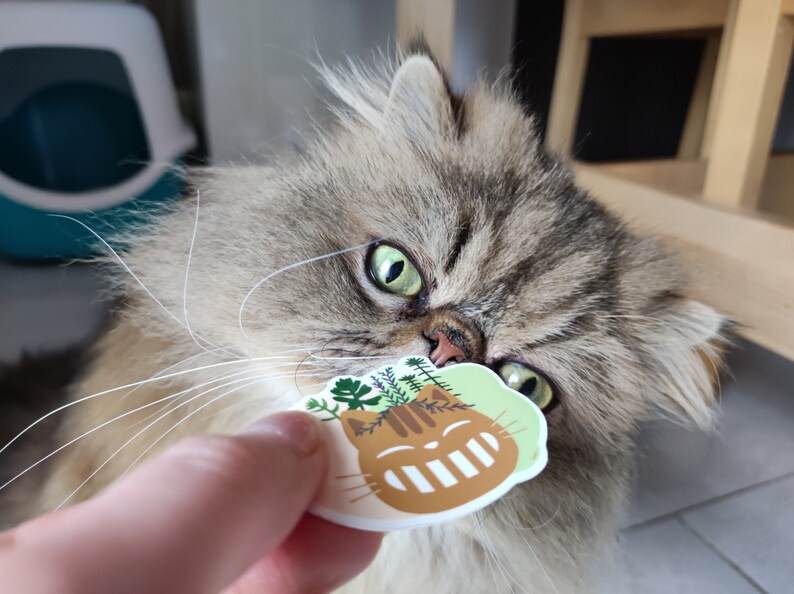 Pode incluir: Um gato felpudo, cinza e marrom com olhos verdes est&aacute; olhando para um adesivo de um gato marrom com plantas verdes na cabe&ccedil;a. O adesivo tem um fundo branco e o gato est&aacute; sorrindo.