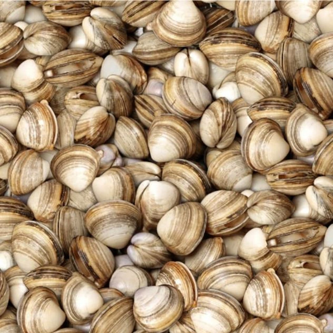 Clams Realistic Fruit Vegetable Elizabeth Studios 100 Etsy