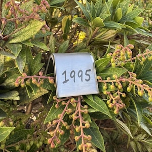 May include: A close-up of a green plant with small, budding flowers. A silver metal tag with the number "1995" is attached to the plant. The plant has green leaves with yellow and white variegation.