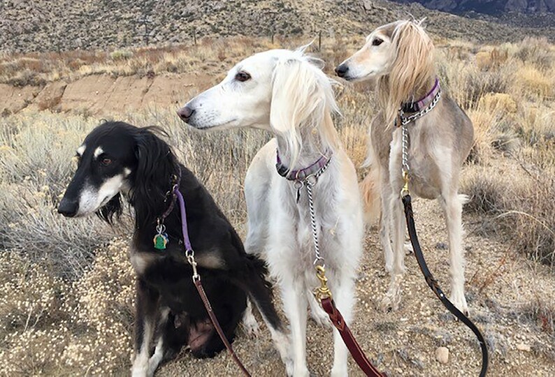 STOLA Saluki Rescue Calendar 2024 - Etsy