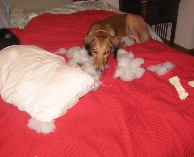 STOLA Saluki Rescue Calendar 2024 - Etsy