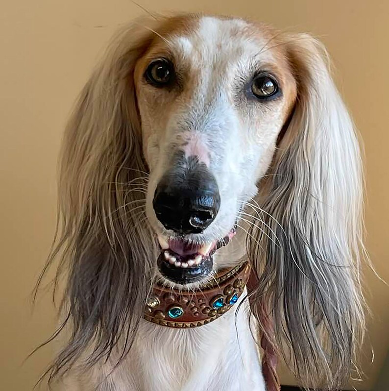 STOLA Saluki Rescue Calendar 2024 Etsy