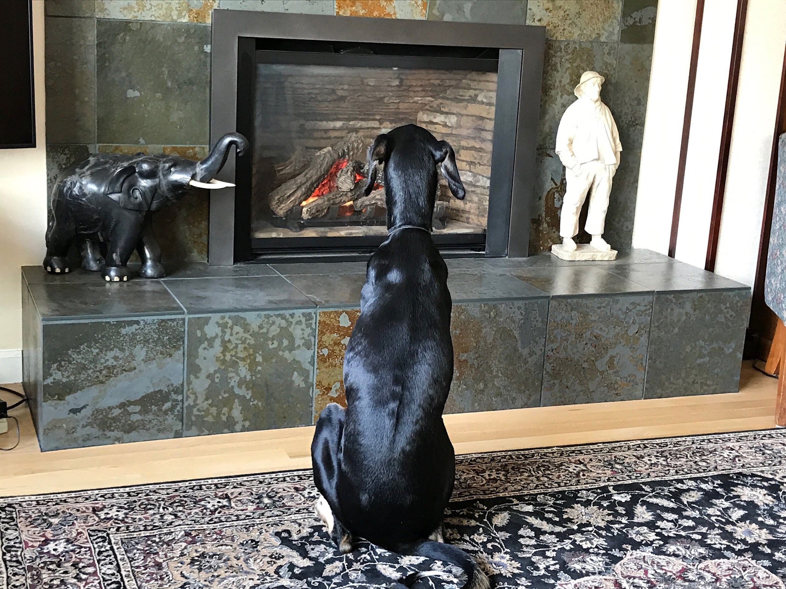 STOLA Saluki Rescue Calendar 2024 Etsy