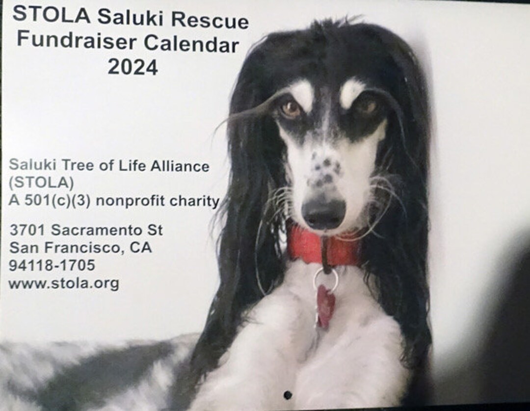 STOLA Saluki Rescue Calendar 2024 - Etsy