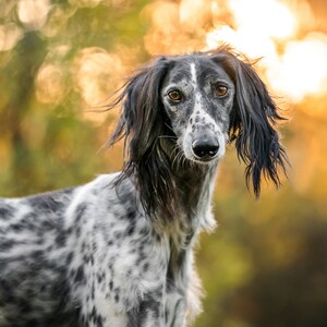 STOLA Saluki Rescue Calendar 2024 - Etsy