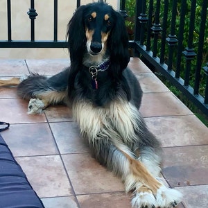 STOLA Saluki Rescue Calendar 2024 - Etsy