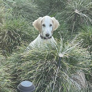 STOLA Saluki Rescue Calendar 2024 - Etsy