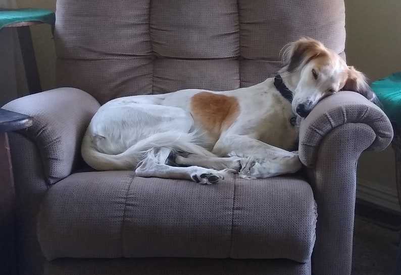 STOLA Saluki Rescue Calendar 2024 - Etsy