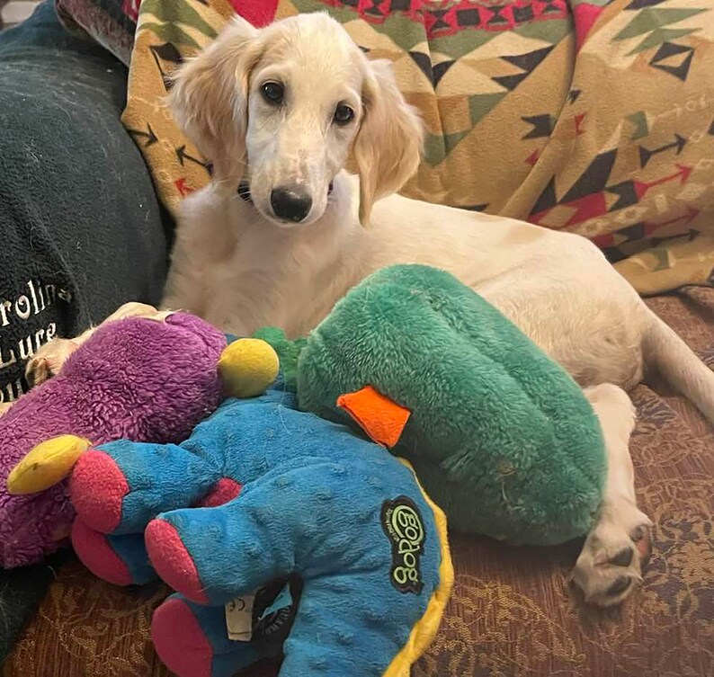STOLA Saluki Rescue Calendar 2024 - Etsy