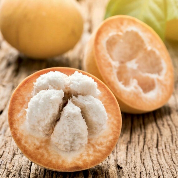Cotton fruit / Santol (Sandoricum koetjape) tropical live fruit tree 12”-24” inches tall