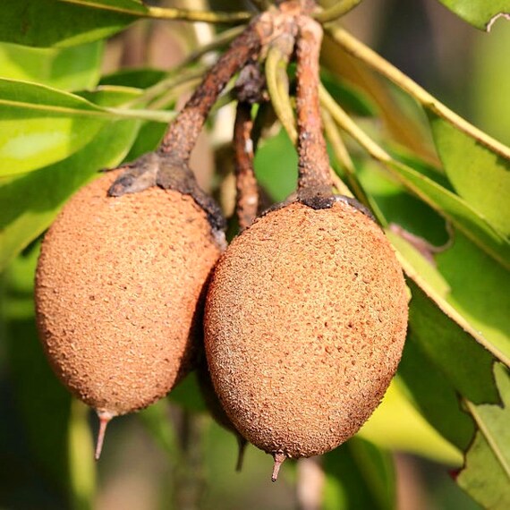 Sapodilla/ zapote  (manilkara zapota) tropical live fruit tree 12”-24”