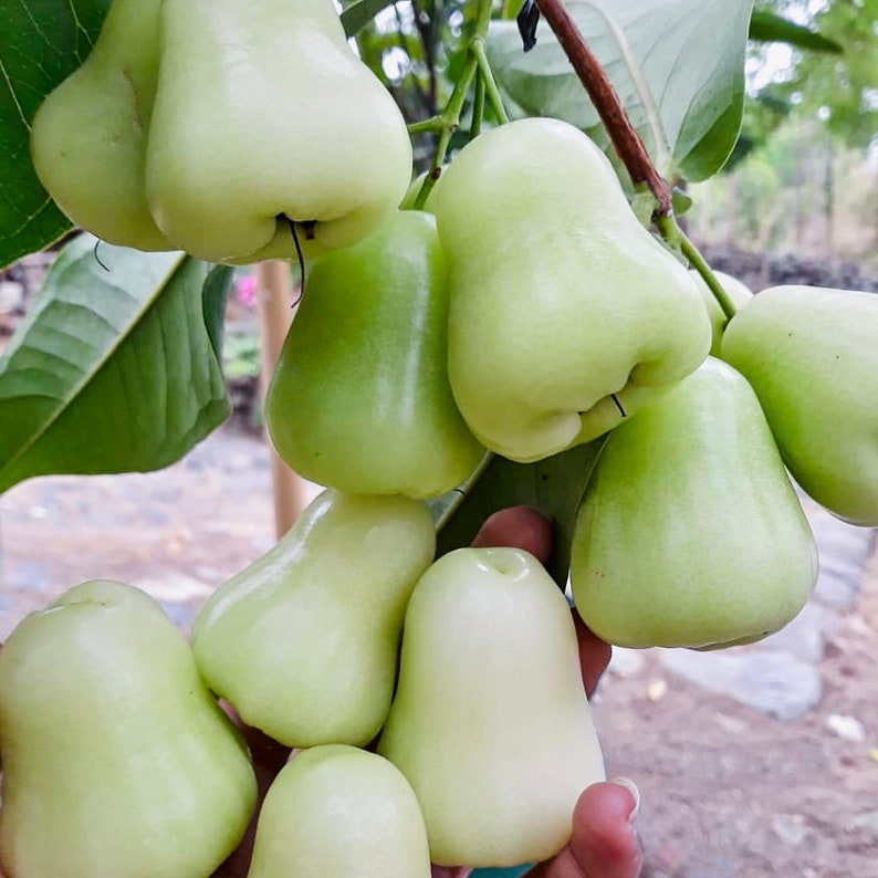 Grafted White Wax Jambu syzygium Jambos Live Fruit Tree Etsy Canada