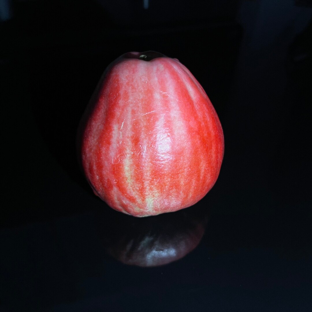 Pink Wax Jambu syzygium Jambos Live Fruit Tree 12 Feet Etsy