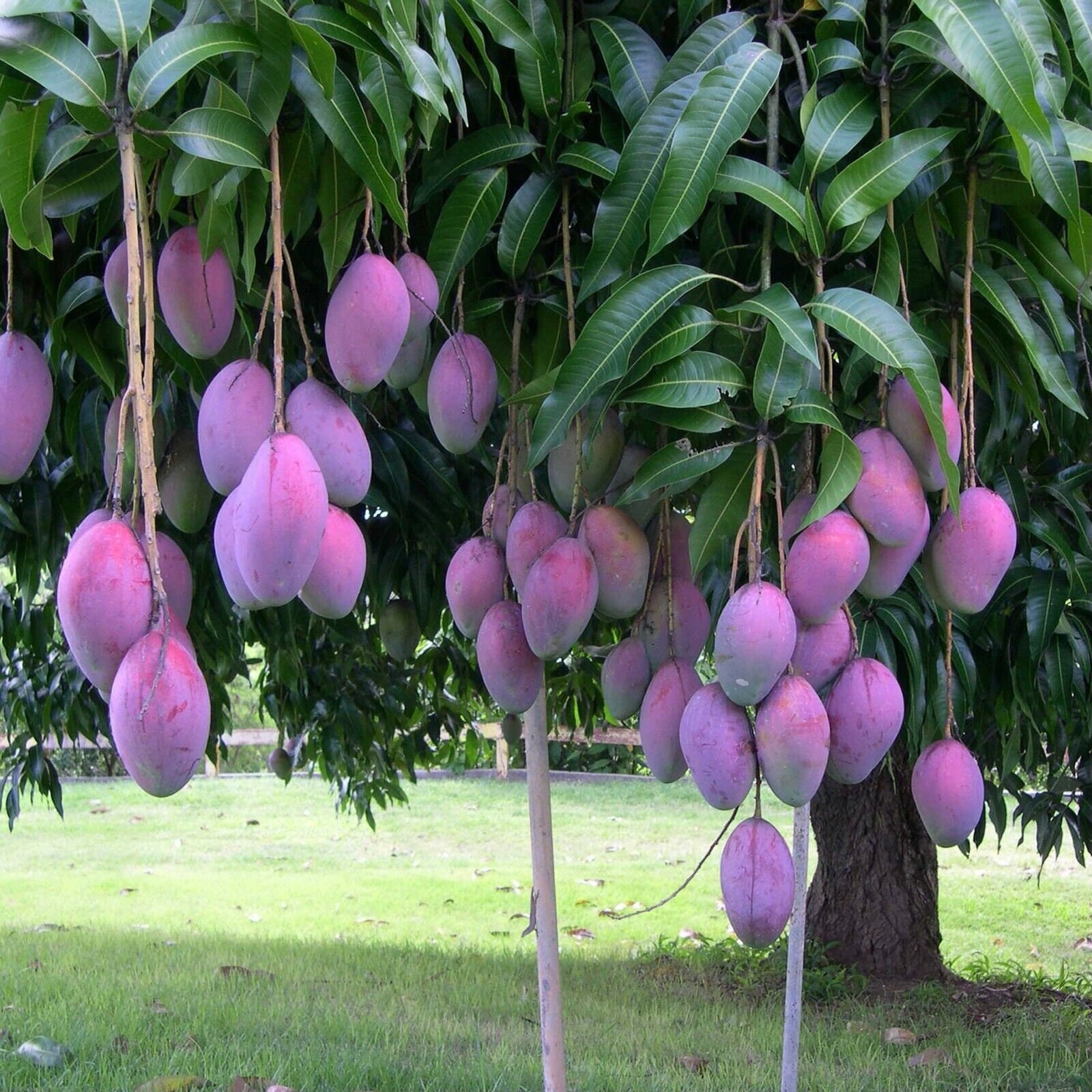 Mango Palmer Manglifera Fruit Tree 1224 Inches Height Etsy Canada