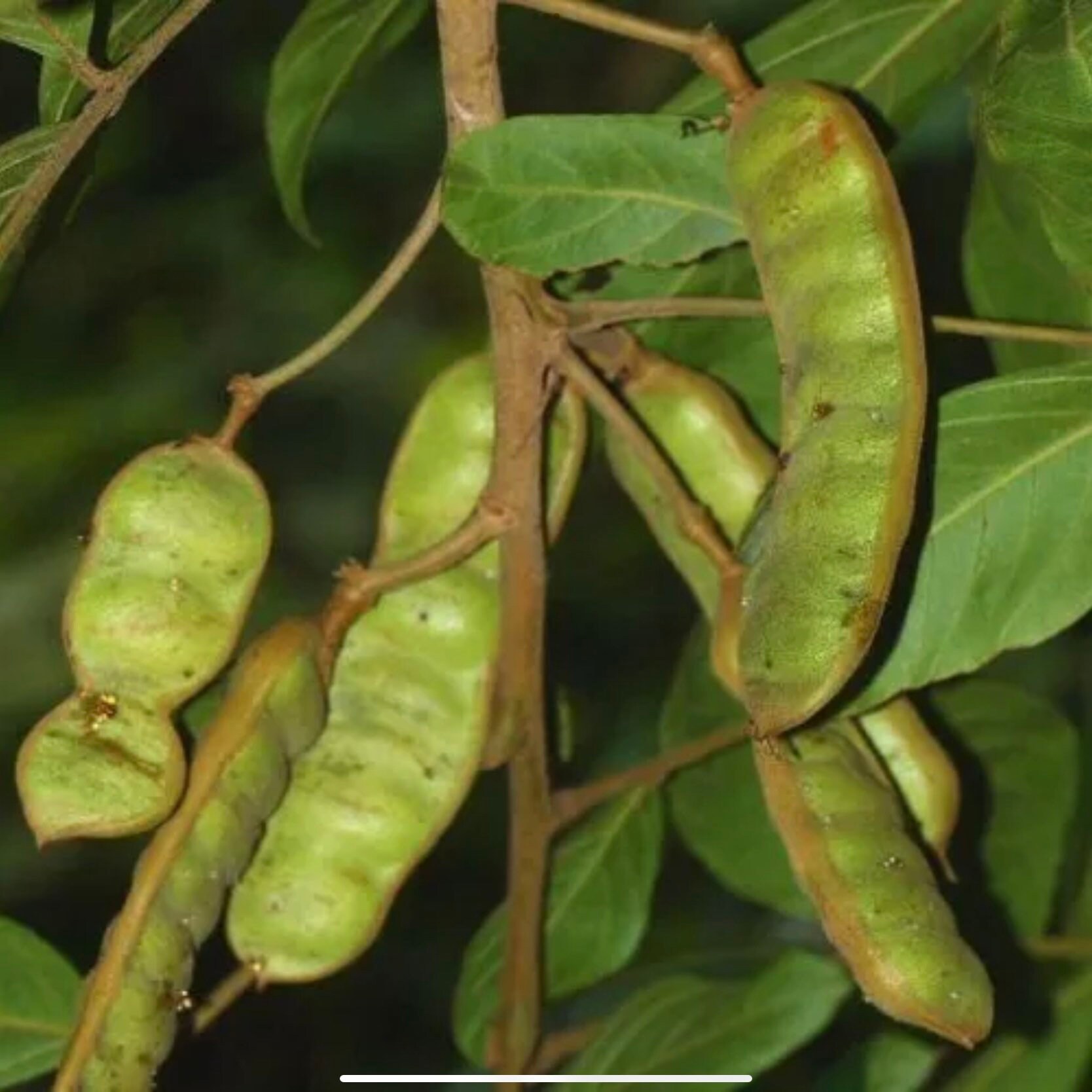 Ice Cream Bean Tree inga Edulis Guama Tropical Fruit Live Etsy Australia
