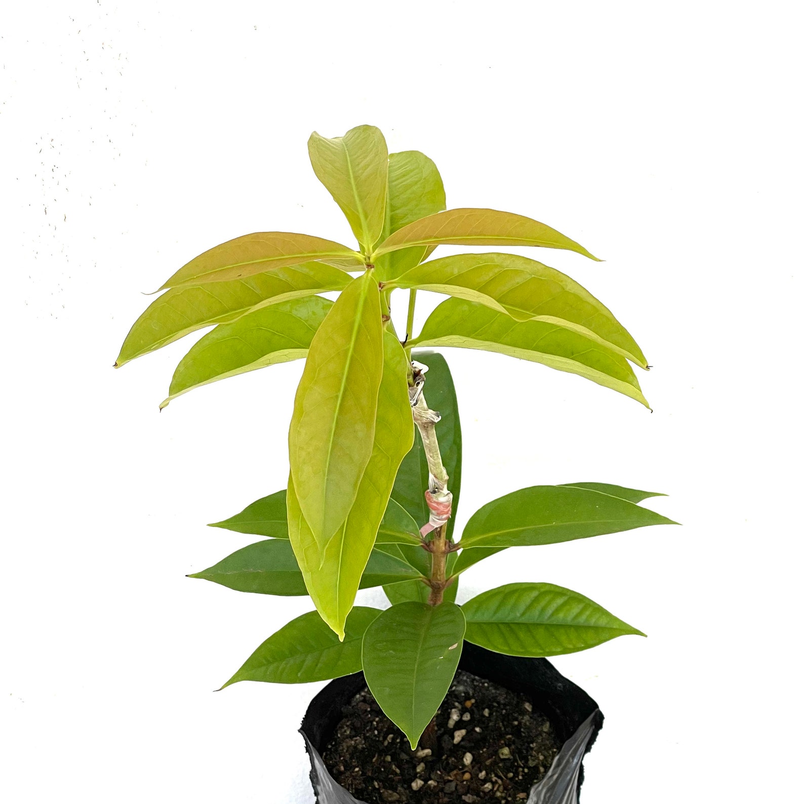 Grafted Wax Jambu syzygium Jambos Live Fruit Tree 1224 Etsy