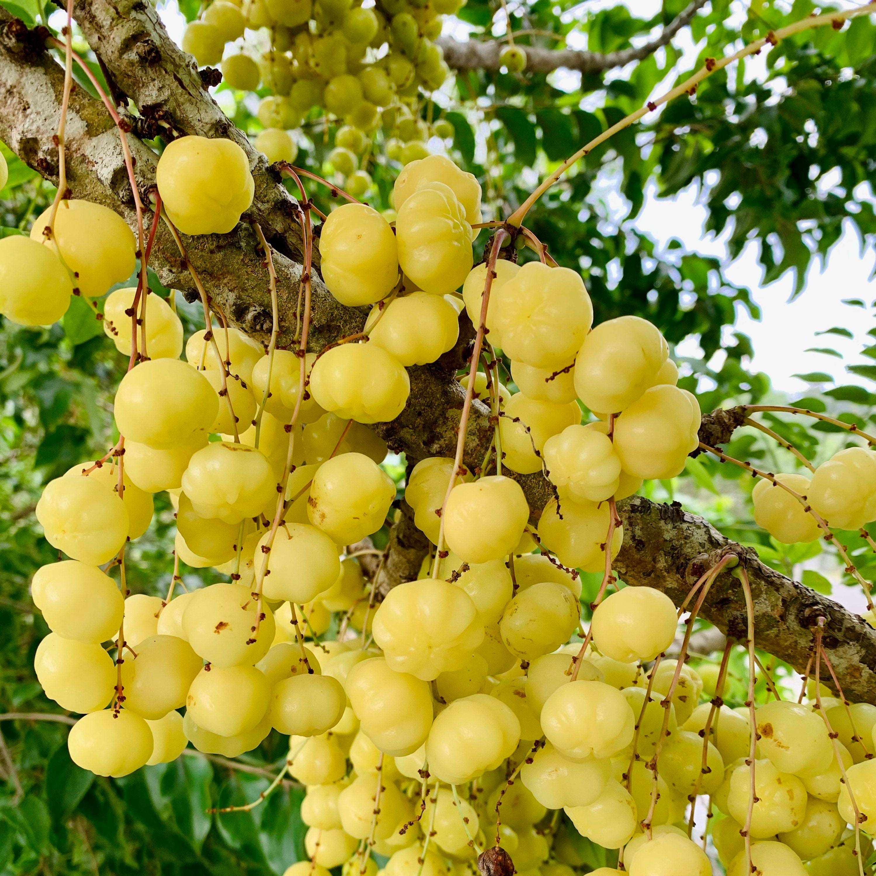 Grosella / Currant/ Otaheite Gooseberry phyllanthus Acidus - Etsy Hong Kong Grosella / Currant/ Otaheite Gooseberry phyllanthus Acidus - Etsy Hong Kong
