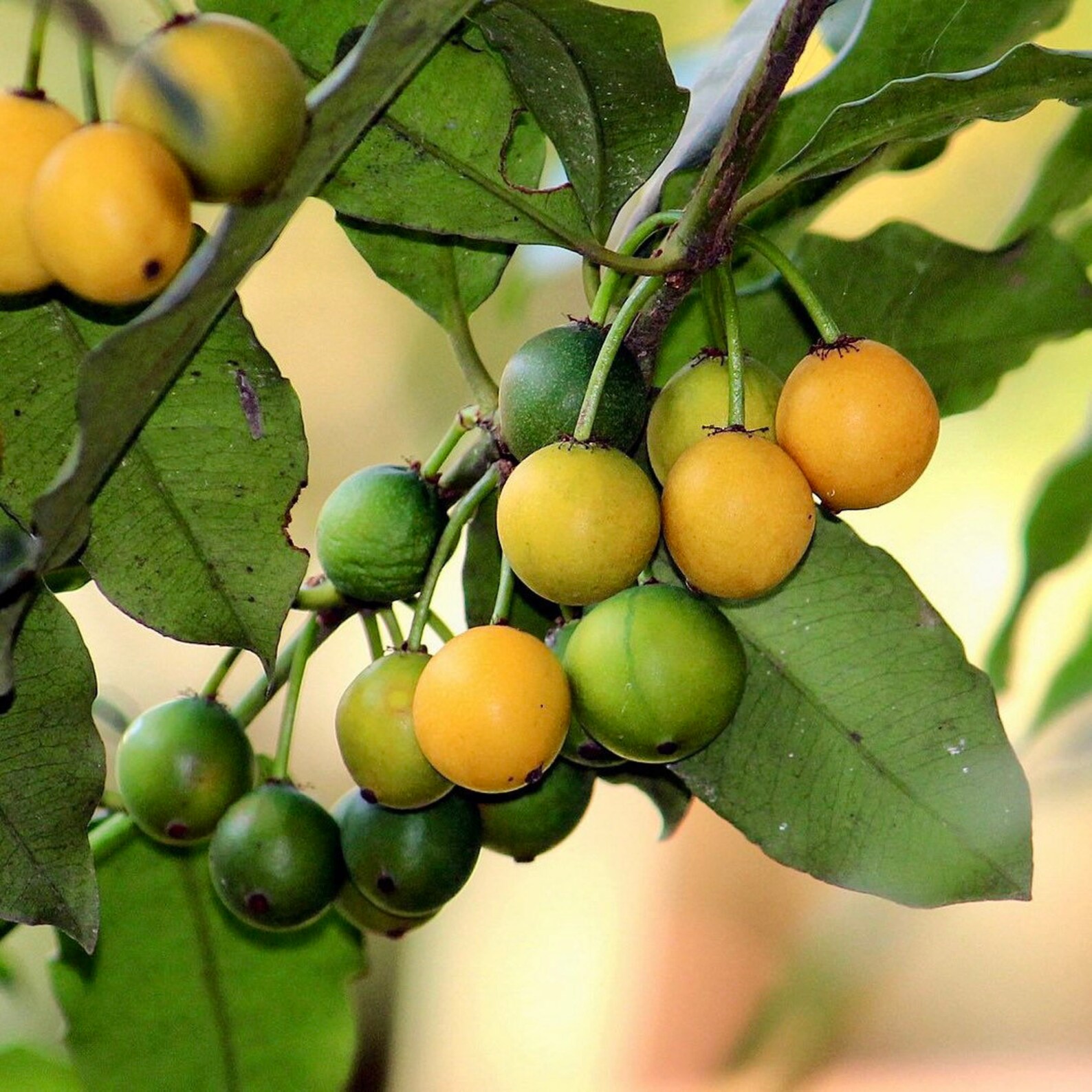 Lemon Drop Mangosteen Tree garcinia Intermedia Etsy