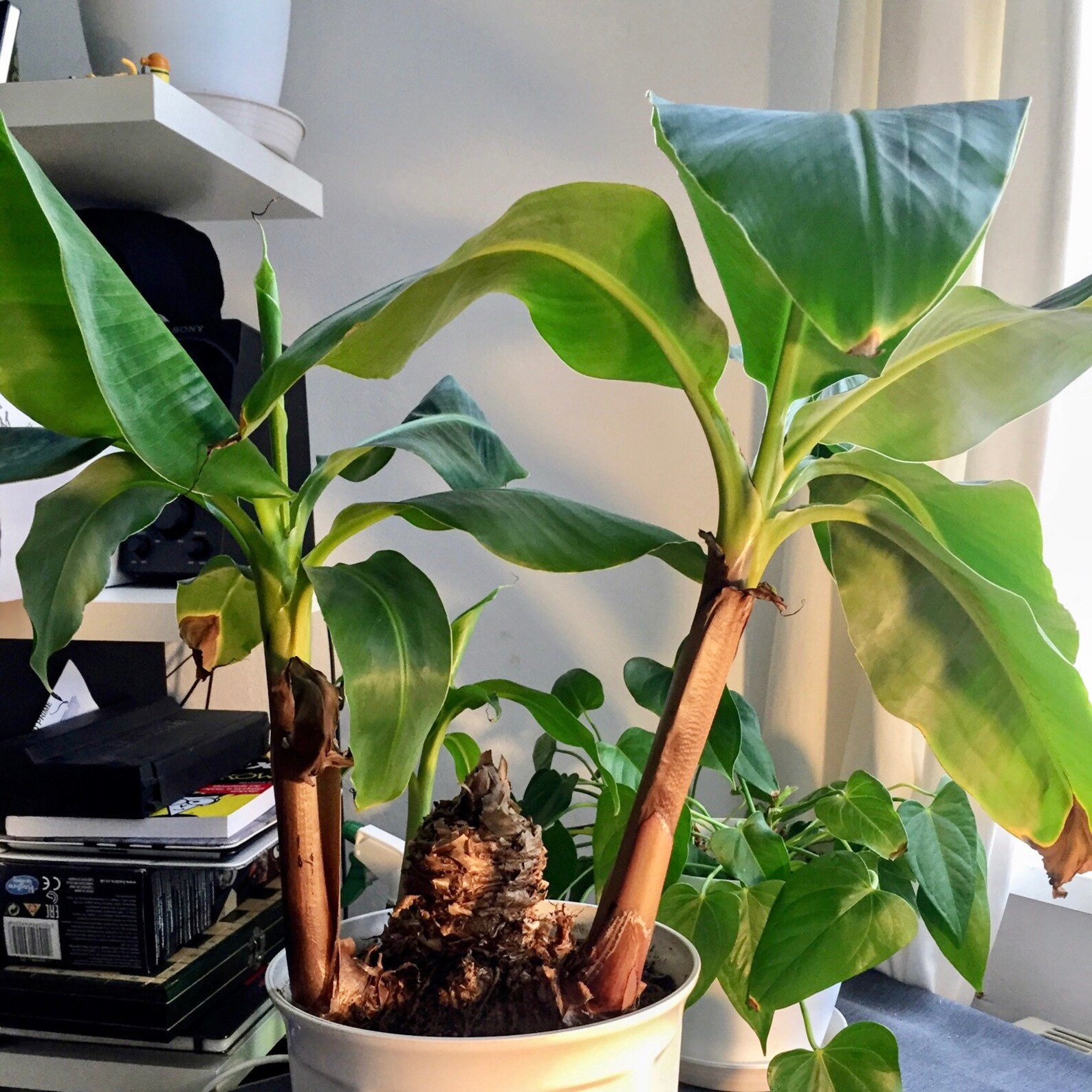 Lady Finger Banana musa Acuminata Fruit Tree 612inches Etsy