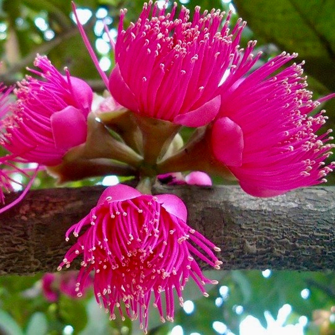 Grafted Wax Jambu syzygium Jambos Live Fruit Tree 1224 Etsy