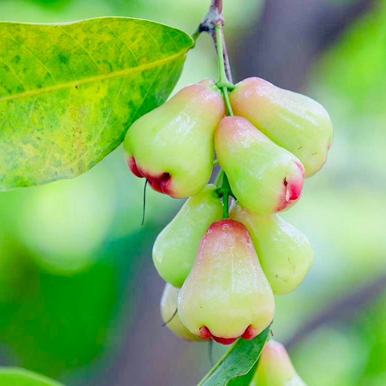 Grafted Red Rose Apple / Jambu syzygium Jambos Live Fruit Etsy