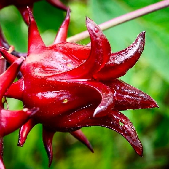 Roselle / Flor De Jamaica hibiscus Sabdariffa Tropical Live - Etsy Roselle / Flor De Jamaica hibiscus Sabdariffa Tropical Live - Etsy
