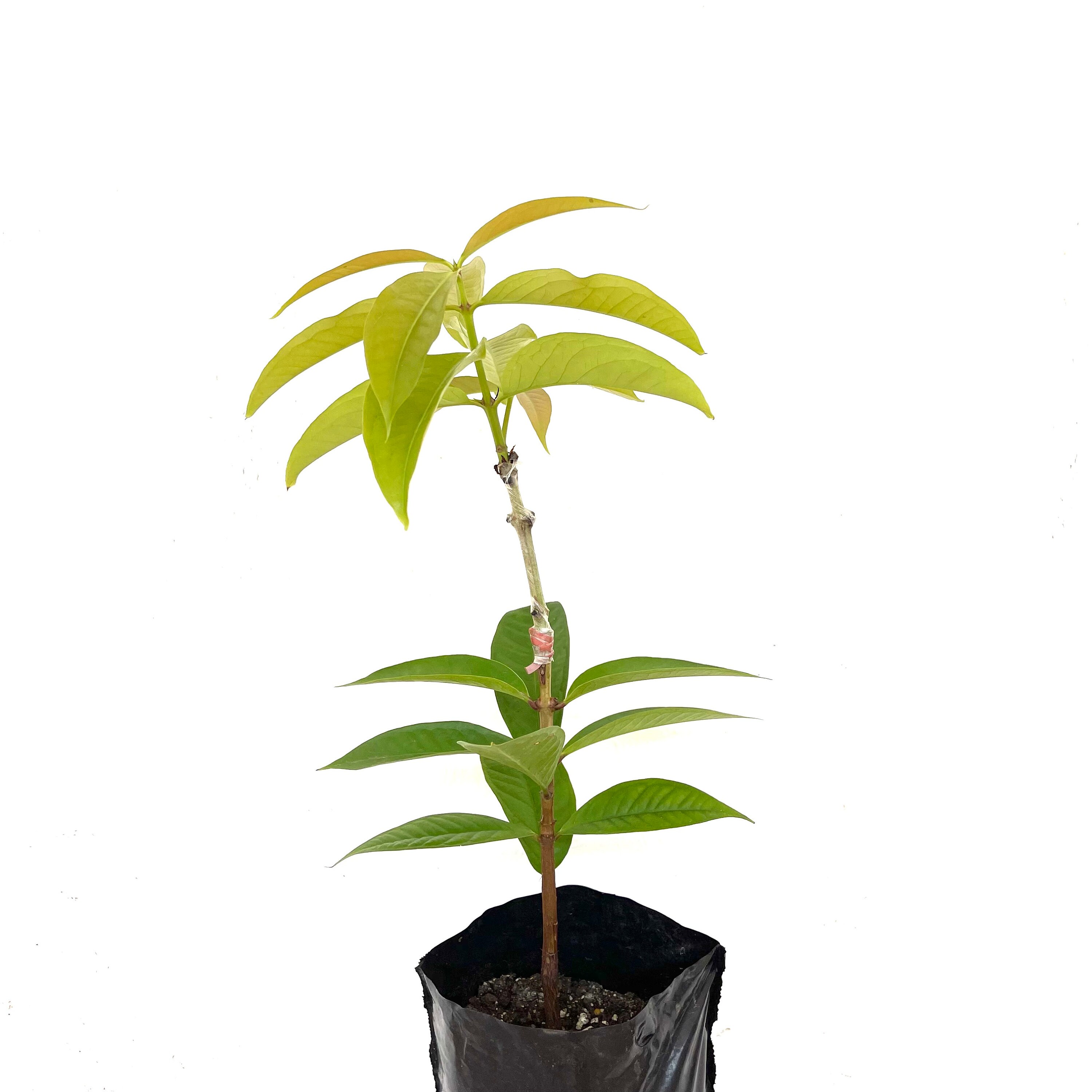 Grafted Wax Jambu syzygium Jambos Live Fruit Tree 1224 Etsy