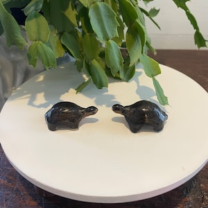 Mini Japanese Tortoises