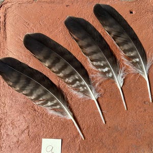 Common Buzzard Feather  - Wing Curiosity collection Witch Craft ethically collected Birds of prey
