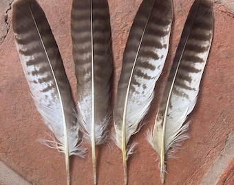 May include: Four long, tapered bird feathers with brown and white horizontal striped patterns. Each feather has a central quill and soft barbs at the base. Below each feather is a small white square label with the handwritten letters a, b, c, and d.