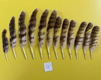 Tawny Owl Wing Feather - Large to medium Curiosity collection Witch Craft ethically collected