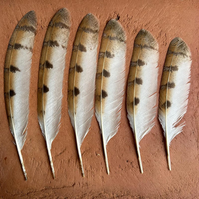 Owl Feathers Etsy