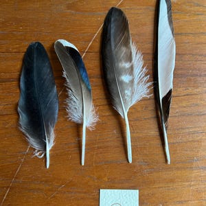 4 x veren - ekster, fazant, kraai, eend, torenvalk, buizerd - Curiosity-collectie Heksenkunst op ethische wijze verzameld