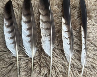 猛禽類の自然換羽：オオタカ、ノスリ、ハチクマ - Etsy 日本