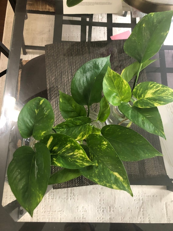 green white pothos Pothos 'Snow Queen'