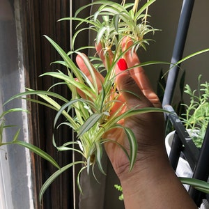 Spider Plant Babies