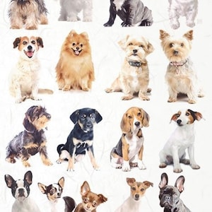 Collection ITD, papier de riz, découpage, R2147, A4 - 8,27 x 11,7, chiens, chiots, variétés techniques mixtes