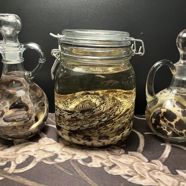Medium/Large Various Snake Wet Specimens