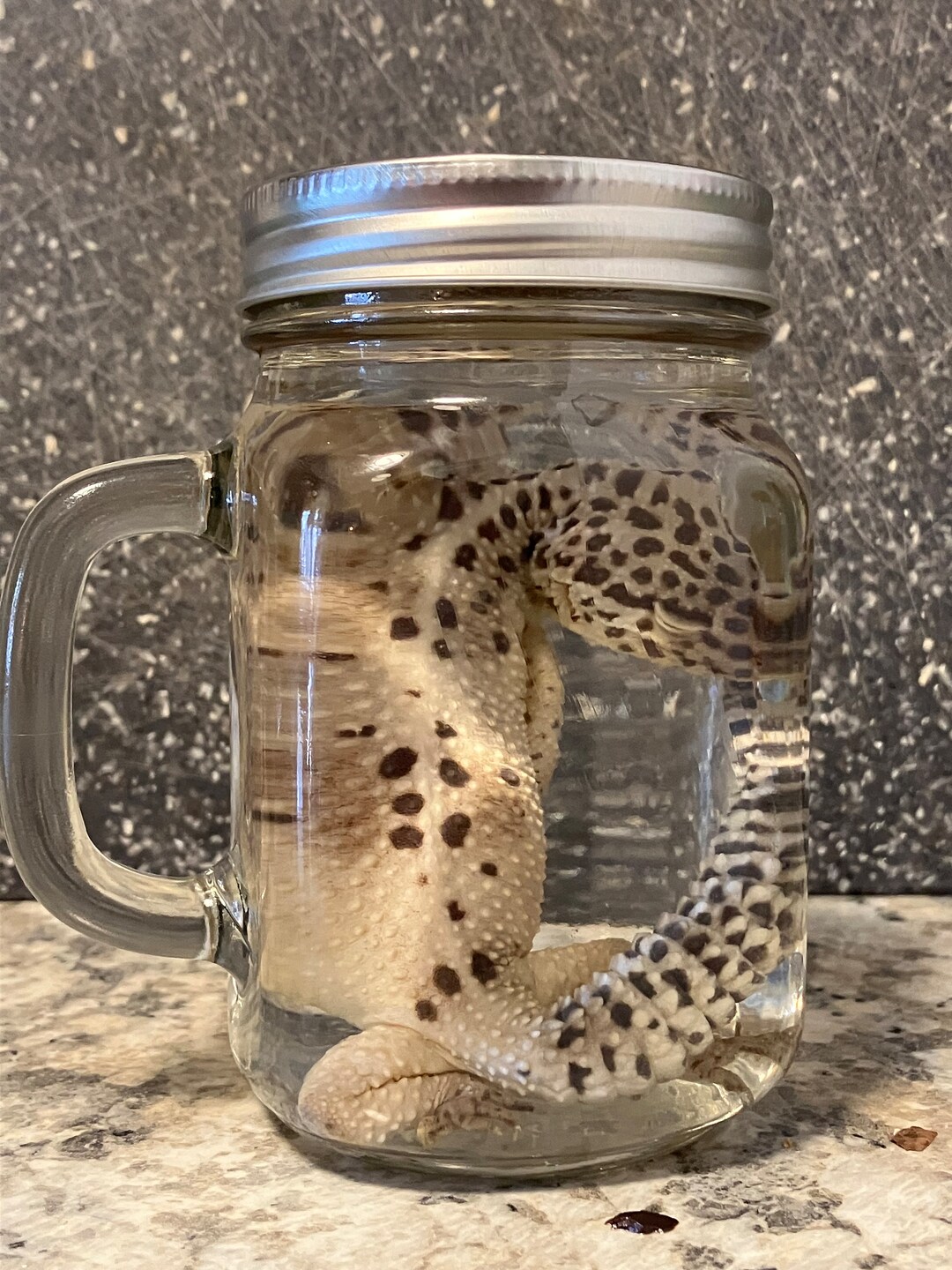 Leopard Gecko Wet Specimens - Etsy