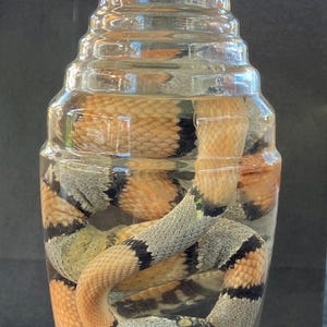 May include: A clear glass jar filled with liquid containing a preserved snake with orange, grey, and black scales. The jar has a brown screw-top lid with the word ORGANIC printed in white text. The base of the glass jar features the embossed text A28.