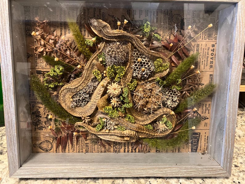 Ethically Sourced Snake Shadow Box, Mummified Reptile Display - Etsy